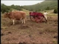 Bullock Man with Oliva Newton-John - Television Program on New Govardhan Farm Cow Protection in Australia