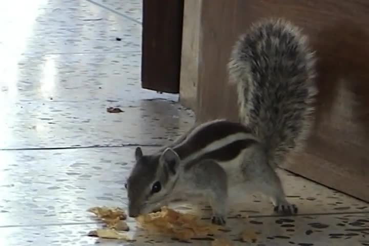 Vrindavan -- Animals of--Squirrels of Vrindavan