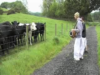 Chanting to poor cows