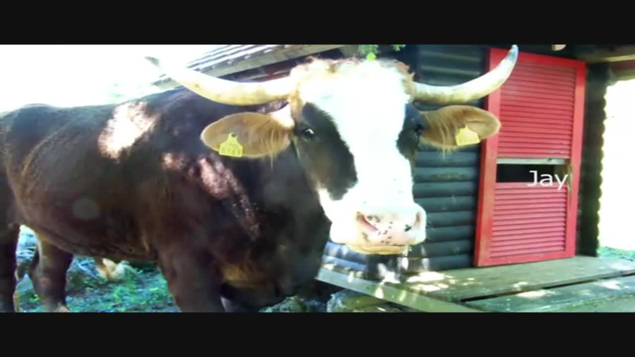 no juicy steaks from these cows!!!!