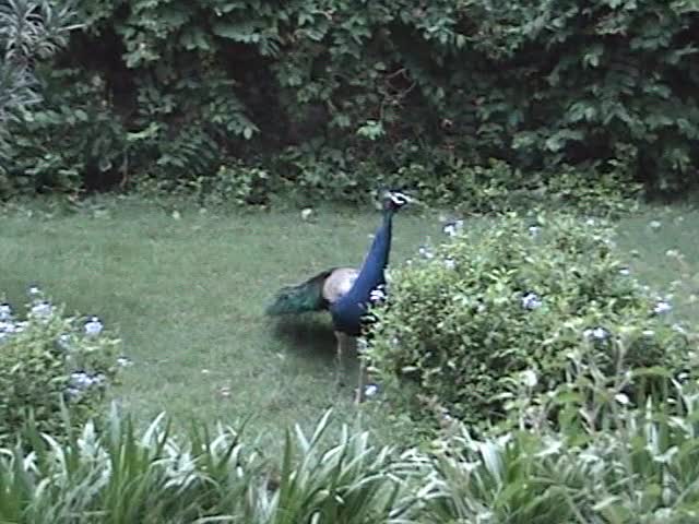 Peacocks of Vrindavan