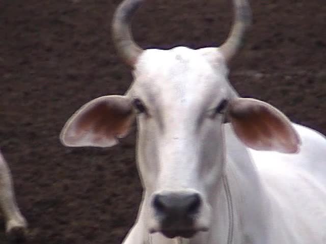 The Cows of Vrindavan
