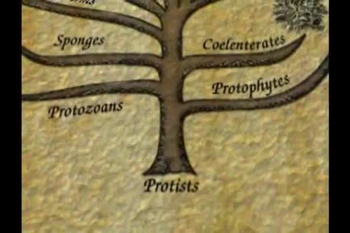 Origin of Life 4 -- How Did Life Begin