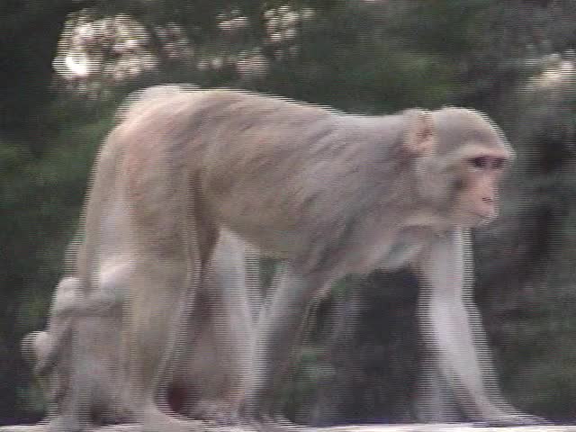 The Monkeys of Vrindavan