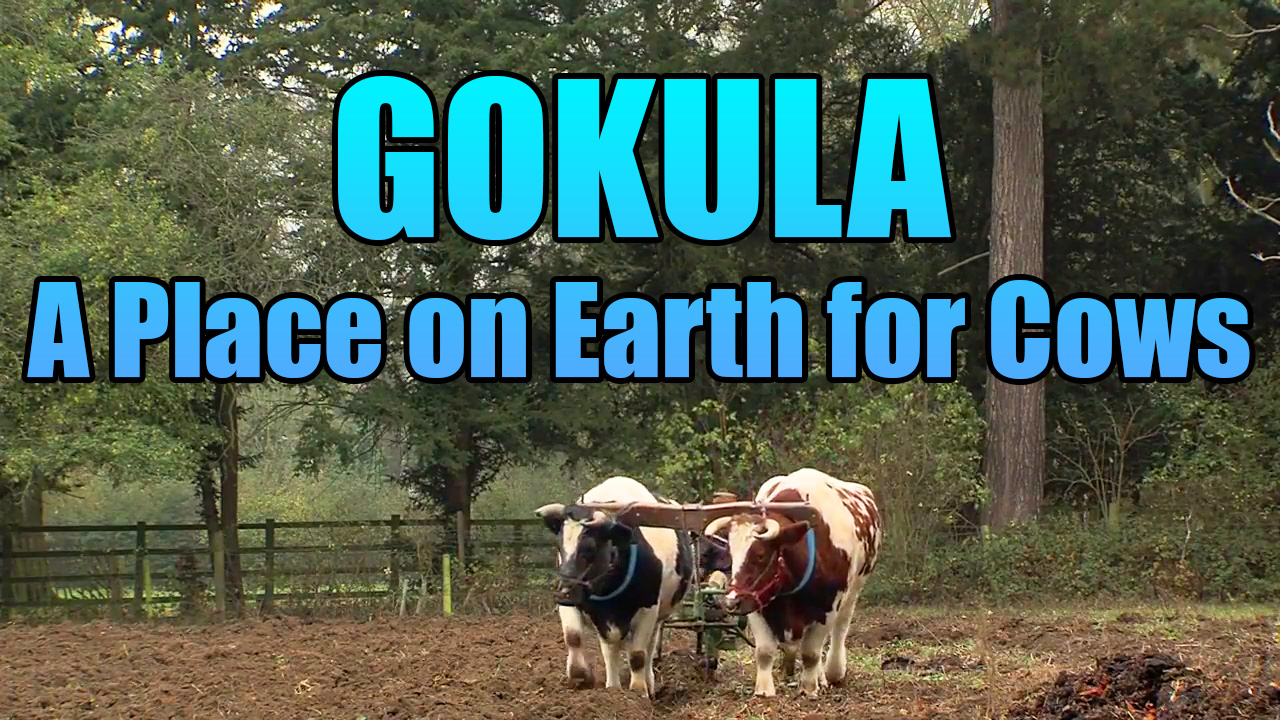 GOKULA -- A Place on Earth for Cows -- Bhaktivedanta Manor United Kingdom 2011