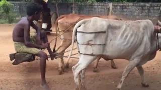 Traditional method for oil production(chakku)in jaffna