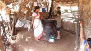 Ox driven Oil Mill