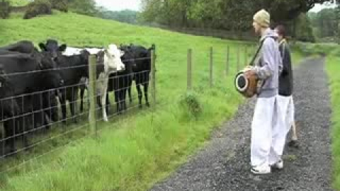 Chanting to poor cows