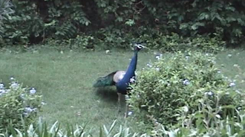 Peacocks of Vrindavan