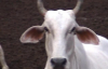 The Cows of Vrindavan