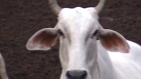 The Cows of Vrindavan