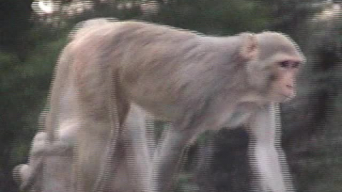 The Monkeys of Vrindavan