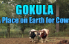 GOKULA -- A Place on Earth for Cows -- Bhaktivedanta Manor United Kingdom 2011