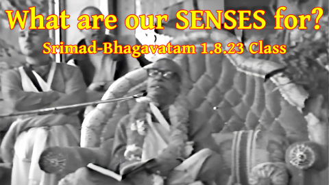 What are our SENSES for? -- Srila Prabhupada Srimad-Bhagavatam class 1.8.23
