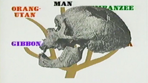 The Hidden History of the Human Race