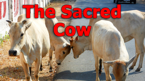 The Sacred Cow -- Why do Hindus Believe the Cow is Sacred -- 1980 Documentary