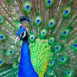 Brahma S.