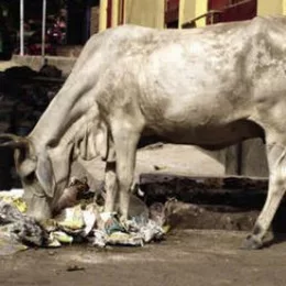 gomutpine wala randi ka bacha