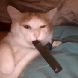 jul cat