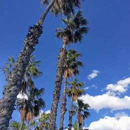Barbbi
