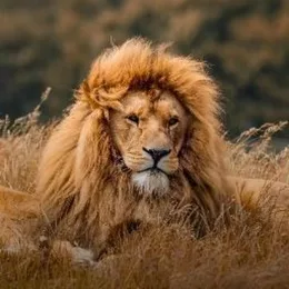 Lion 🦁