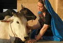 Cow Protection