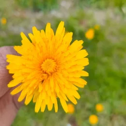 Raj Sri