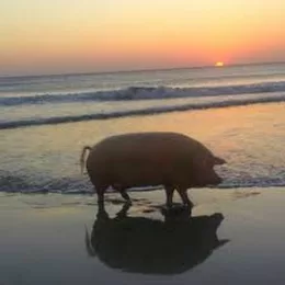 wonderpig