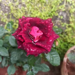 madesh 