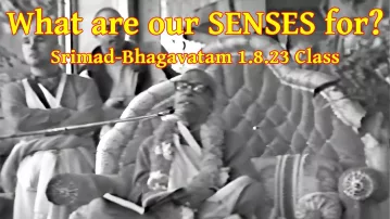 What are our SENSES for? -- Srila Prabhupada Srimad-Bhagavatam class 1.8.23