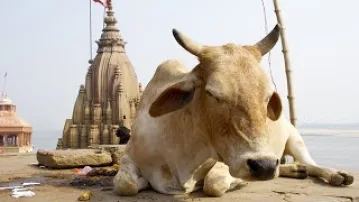 The Sacred Cow