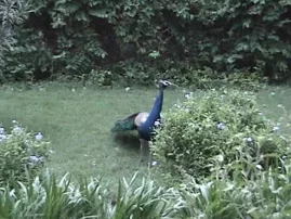 Peacocks of Vrindavan