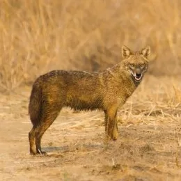 The Golden Jackel