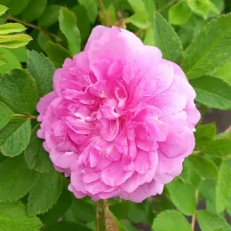 g.iris.t