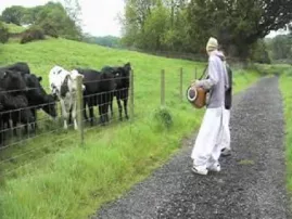 Chanting to poor cows