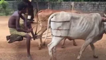 Traditional method for oil production(chakku)in jaffna