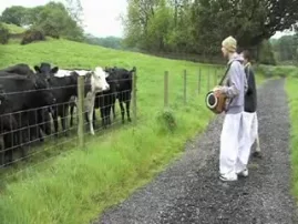 Chanting to poor cows