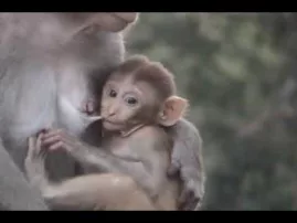 The Monkeys of Vrindavan