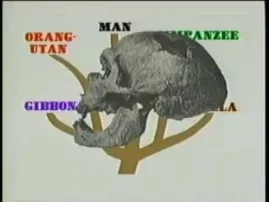 The Origins of Man -- Problems with the Evidence