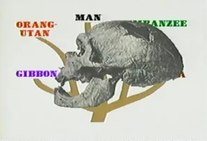 The Hidden History of the Human Race