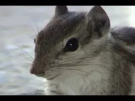 Vrindavan -- Animals of--Squirrels of Vrindavan