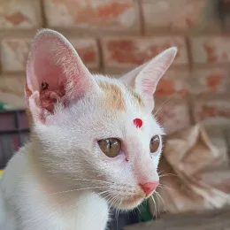 Bengali Curiosity