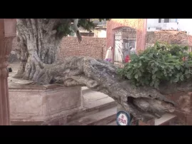 Vrindavan -- The Krishna-Balaram Tree