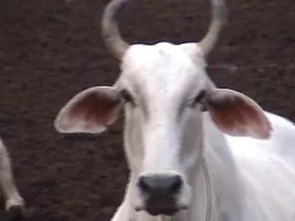 The Cows of Vrindavan