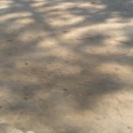 Sunny Kumar