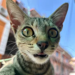 Shitiz