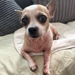 DeKoko