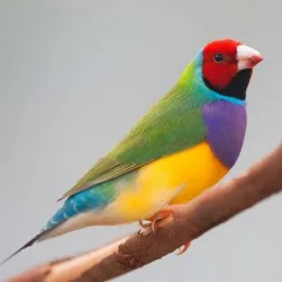 Patna Pet Birds