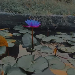 Adarsh Kumar