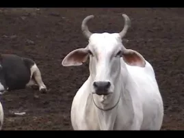 The Cows of Vrindavan